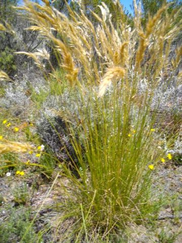 Pentameris eriostoma stems and leaves